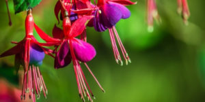Fleur Fuchsia
