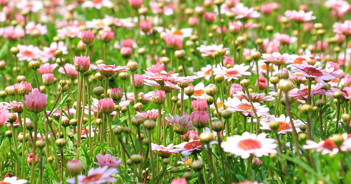 entretien gazon fleuri