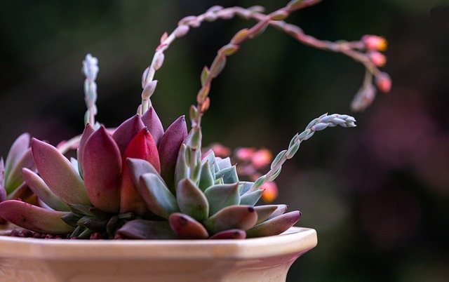 lotus jardin zen