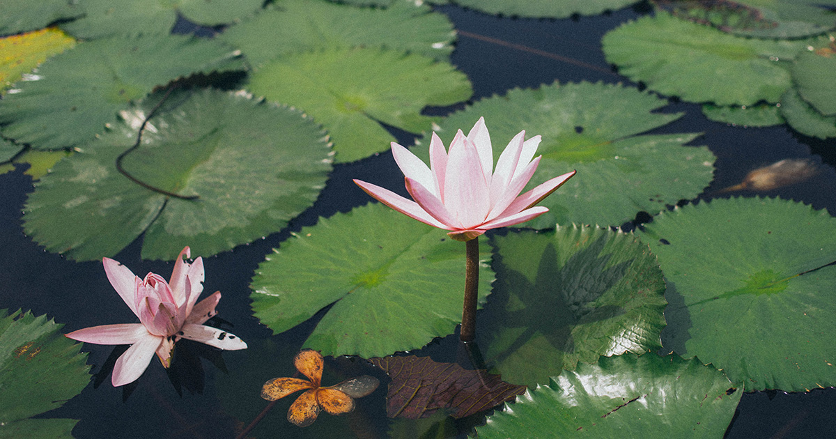 jardin aquatique