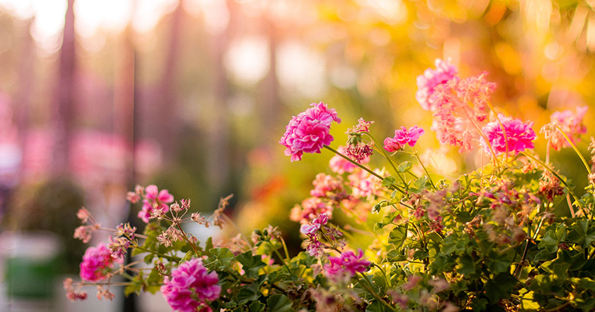 sol trop argileux massif jardin