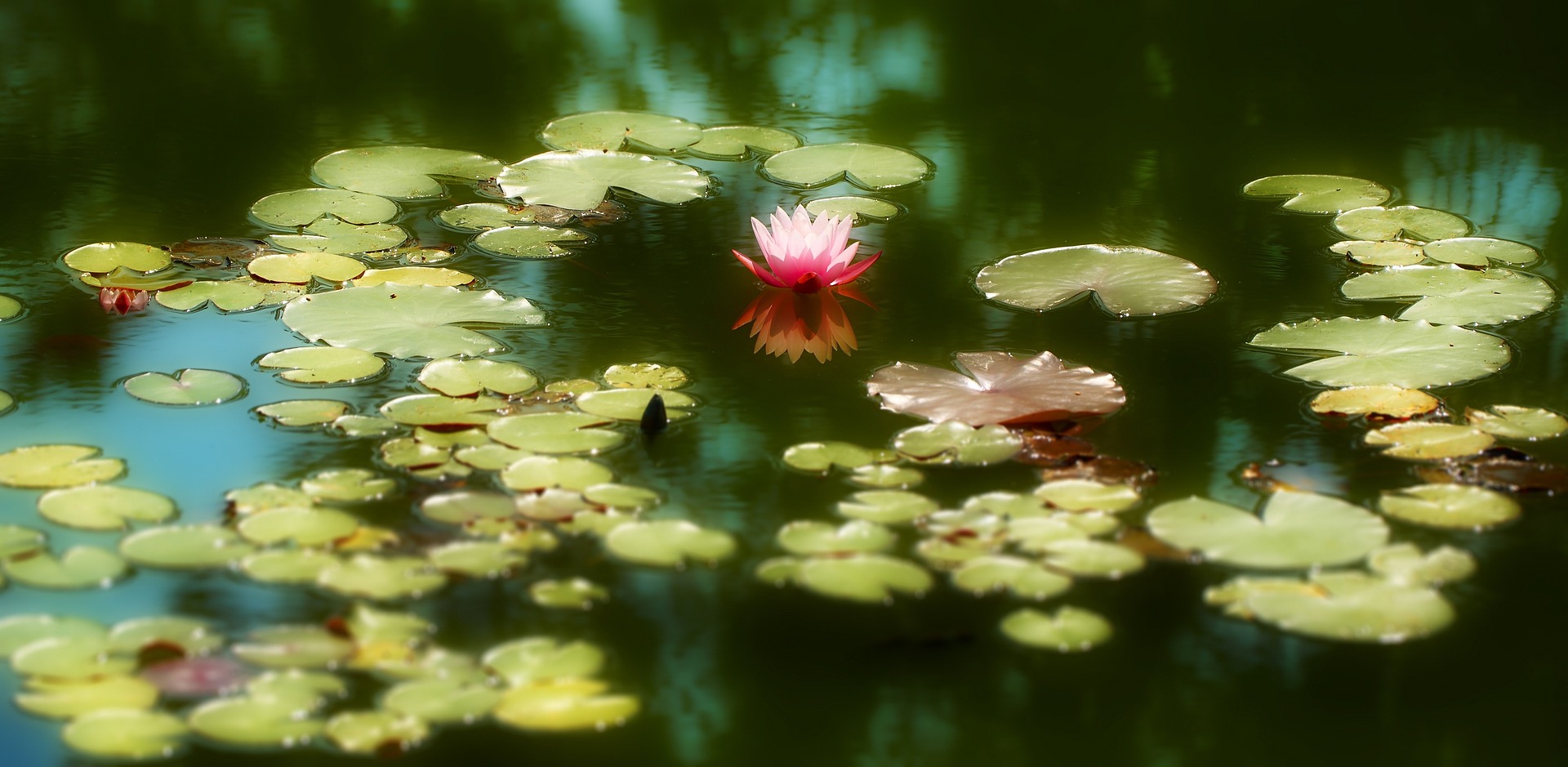 bassin-jardin