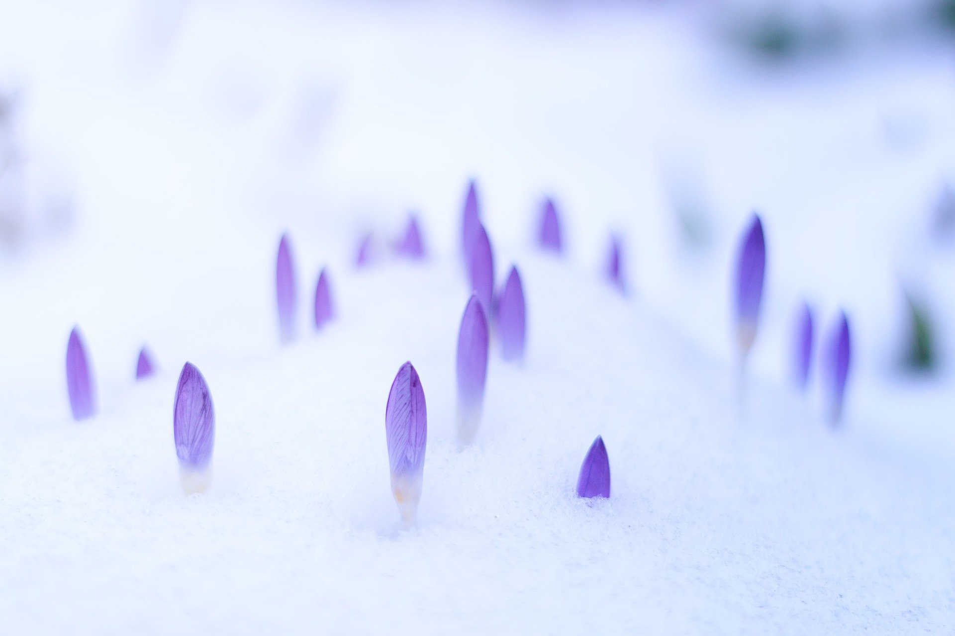 plantes-hiver