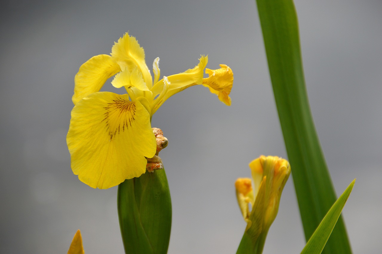 iris des marais, iris pseudacorus, nature