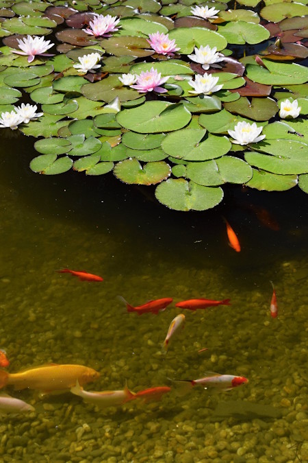 poissons et plantes bassin aquatique