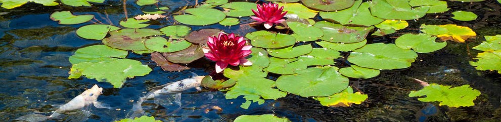 Bassin de jardin près d'Arras 62 chez Piscine et Jardin