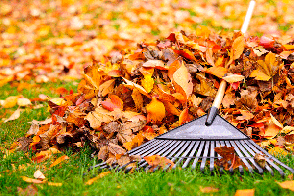 jardin-entretien-ramassage-de-feuilles