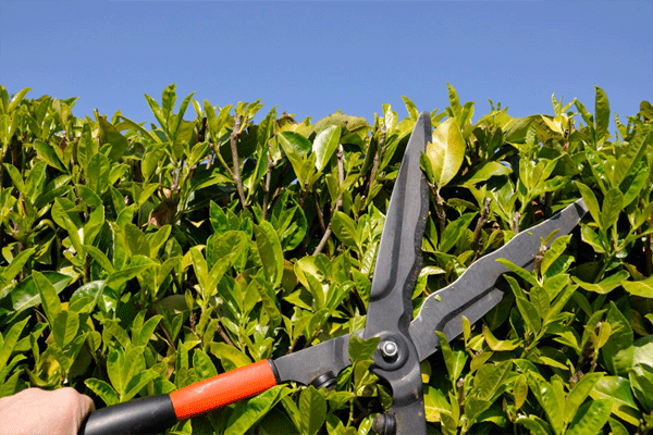 jardin-entretien-taille-de-haie-elagage