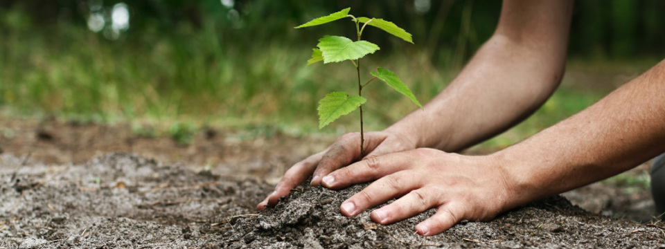 Plantation de jardin et création paysagère