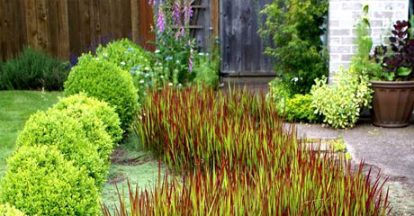 Massif paysagé de jardin moderne