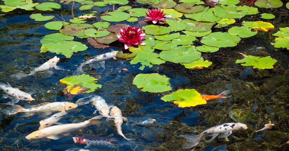 entreprise bassin de jardin